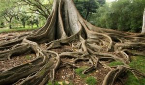 Tree_Roots